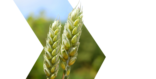 Тизер для заходу "Зернові культури: особливості та висновки сезону"